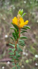 Pultenaea tuberculata