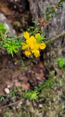 Phyllota squarrosa