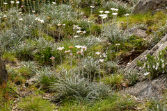 Celmisia asteliifolia