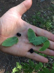 Lonicera nigra