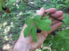 Lonicera nigra