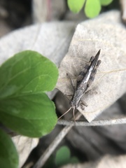 Acrididae