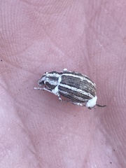 Ophryastes geminatus