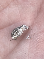 Ophryastes geminatus