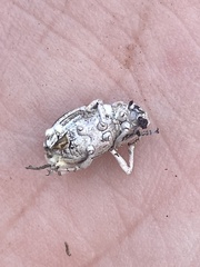 Ophryastes geminatus