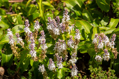 Veronica derwentiana