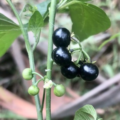 Solanum nigrum
