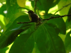 Phaethornis striigularis