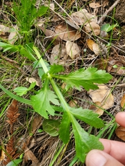 Sanicula bipinnatifida
