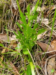Sanicula bipinnatifida