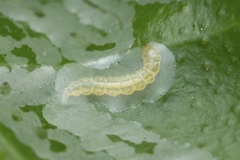 Phyllocnistis citrella