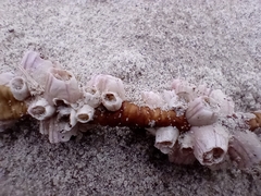 Notomegabalanus decorus