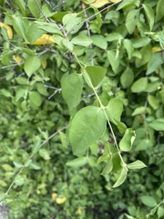 Malpighia glabra