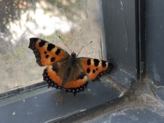 Aglais urticae chinensis