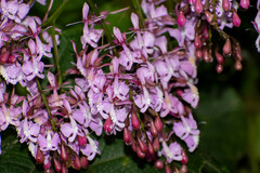 Epidendrum nanegalense