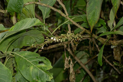 Iochroma arborescens