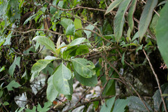 Iochroma arborescens