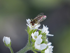 Toxomerus marginatus
