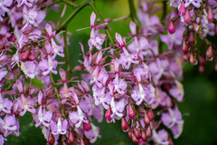 Epidendrum nanegalense