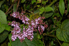 Epidendrum nanegalense