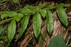 Epidendrum nanegalense
