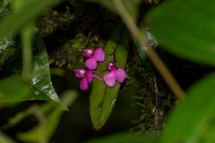 Comparettia falcata