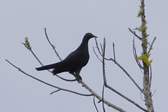 Ducula whartoni