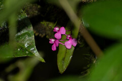 Comparettia falcata