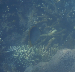 Chaetodon melannotus