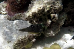 Canthigaster solandri