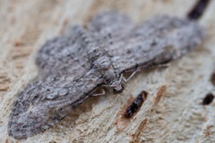 Sigilliclystis insigillata