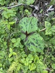 Trillium angustipetalum