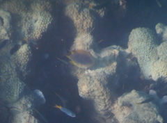 Chaetodon aureofasciatus