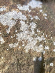 Trapelia placodioides