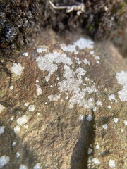 Trapelia placodioides