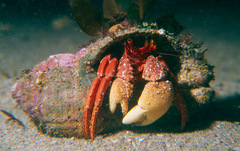 Paguristes frontalis