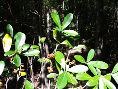 Coptosperma mitochondrioides