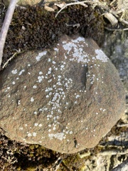 Trapelia placodioides