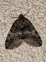 Hydriomena nubilofasciata