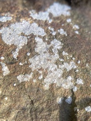 Trapelia placodioides