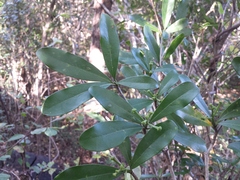 Coptosperma mitochondrioides