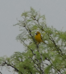 Icterus bullockii