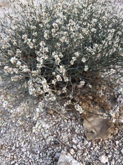 Eriogonum gracile gracile