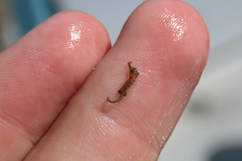 Northern Seahorse photographed in Florida
