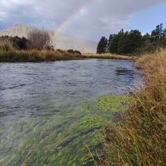 Potamogeton cheesemanii