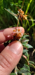 Eriogonum parvifolium
