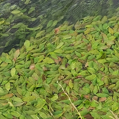 Potamogeton cheesemanii