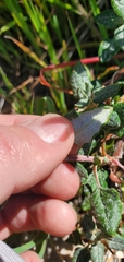 Eriogonum parvifolium