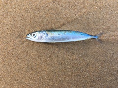 Scomber australasicus