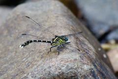 Hemigomphus heteroclytus